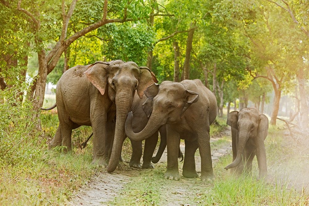 Asian Elephant family on the jungle track Corbett National Park-India art print by Jagdeep Rajput for $57.95 CAD
